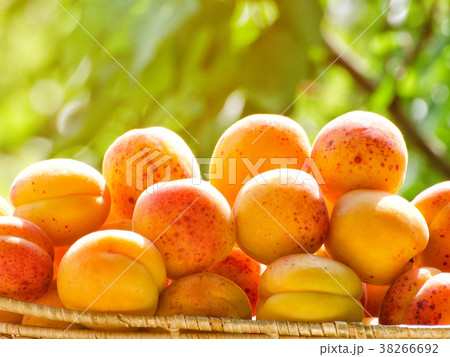 Pile of apricots closeup against the background Pile of apricots closeup against the background 38266692