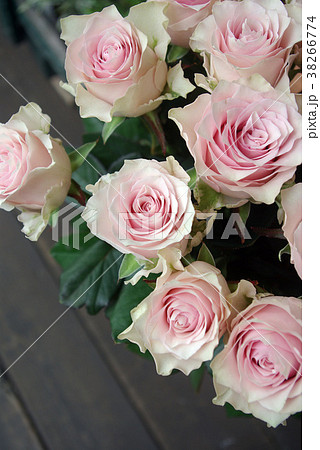 ピンクの大輪バラ リメンブランスの写真素材
