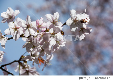 満開のサクラの花 満開のサクラの花 38266837