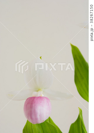 白背景のピンクと白のアツモリソウ 38267150
