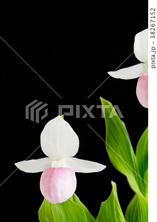 黒背景のピンクと白のアツモリソウ 38267152