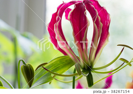 窓辺のグロリオサ 窓辺のグロリオサ 38267154