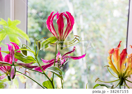 窓辺のグロリオサ 38267155