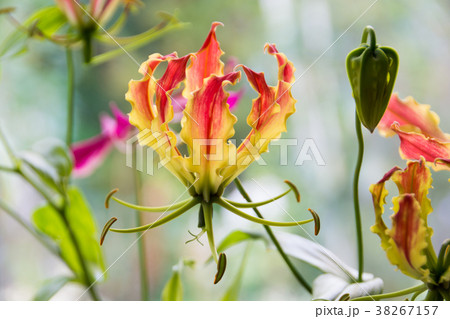窓辺のグロリオサ 38267157