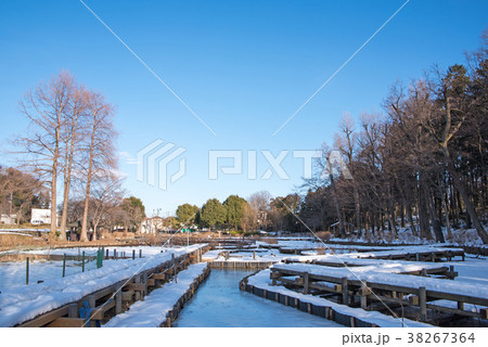 上尾丸山公園　雪景色　花菖蒲池　関東地方の大雪 38267364