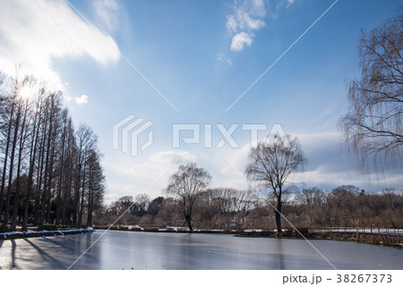 上尾丸山公園 雪景色 池 関東地方の大雪 上尾丸山公園 雪景色 池 関東地方の大雪 38267373