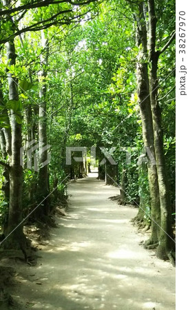 フクギ並木 フクギ並木 38267970
