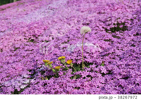 芝桜 しばさくら 芝桜 しばさくら 38267972