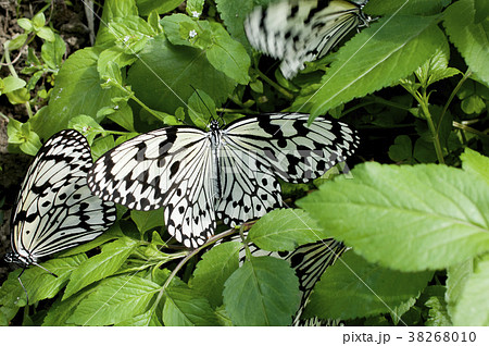 オオゴマダラ 38268010