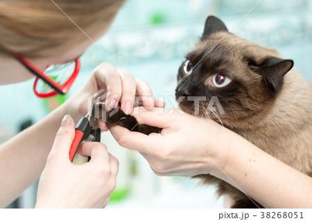 the vet cut the cats claws, white background the vet cut the cats claws, white background 38268051