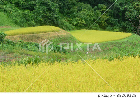 岩首昇竜棚田(新潟県佐渡市岩首地区) 岩首昇竜棚田(新潟県佐渡市岩首地区) 38269328