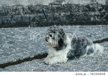 飼い主を待つ犬in北欧 飼い主を待つ犬in北欧 38269808