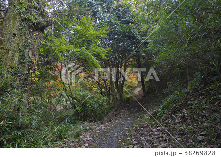 立久恵峡　山林 38269828