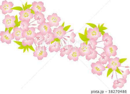 桜 背景 ピンク 葉っぱ 透かしのイラスト素材 38270486 Pixta