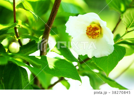 ナツツバキの花 38270845