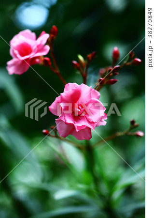 キョウチクトウ 赤い花 キョウチクトウ 赤い花 38270849