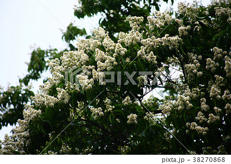 群れて咲くシマサルスベリの花 38270868
