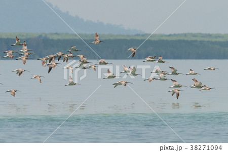 Flock of Eurasian Curlew at Libong island,Thailand 38271094