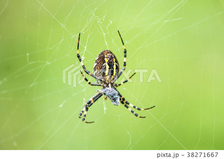wasp spider, male spider in its web 38271667