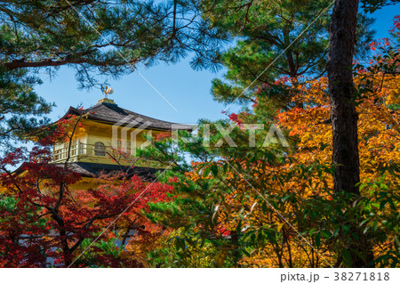 京都　金閣寺の紅葉　 38271818