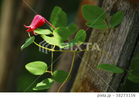 クレマチス・スカーレット クレマチス・スカーレット 38273156