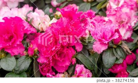 Pink Azalea flower in a garden. 38274156