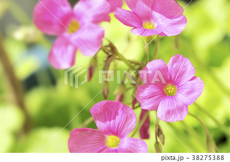 ピンクのオキザリス 38275388