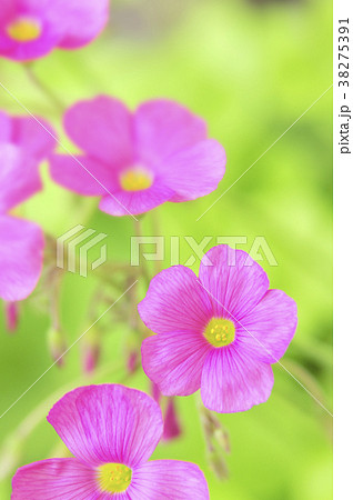 ピンクのオキザリスの花 38275391