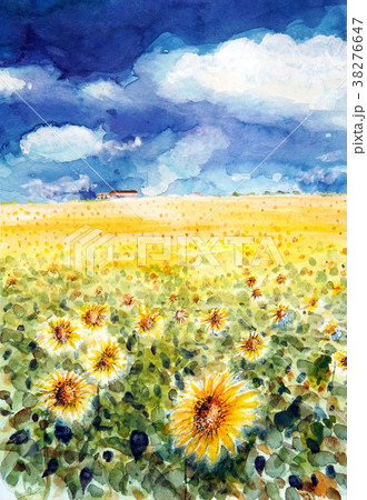 ひまわり 向日葵畑 南光町のイラスト素材