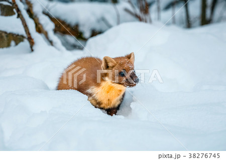 Single weasel sitting at snow field Single weasel sitting at snow field 38276745