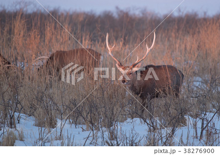 朝日を浴びた野付半島のエゾジカ 38276900
