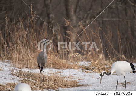 鶴居に滞在するクロヅル 38276908