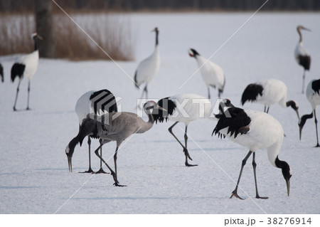 仲良く採餌するクロヅルとタンチョウ 38276914