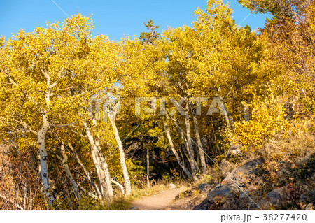 Aspen grove at autumn in Rocky Mountains Aspen grove at autumn in Rocky Mountains 38277420