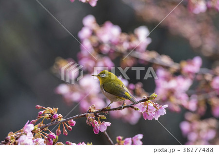 桜とメジロ 38277488