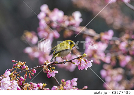 桜とメジロ 38277489