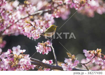 桜とメジロ 38277490