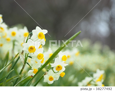 満開のスイセン 38277492