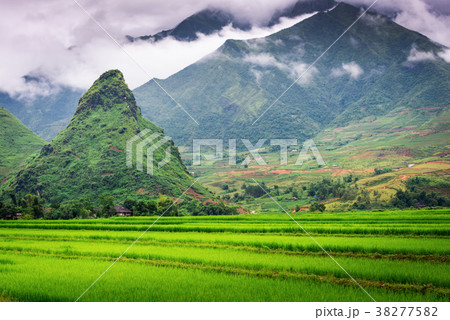 Landscape of rice fields and terrace 38277582