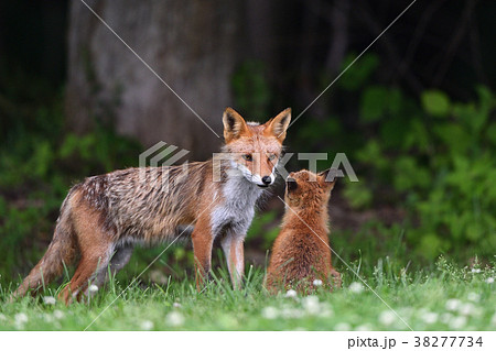 キタキツネの親子 キタキツネの親子 38277734
