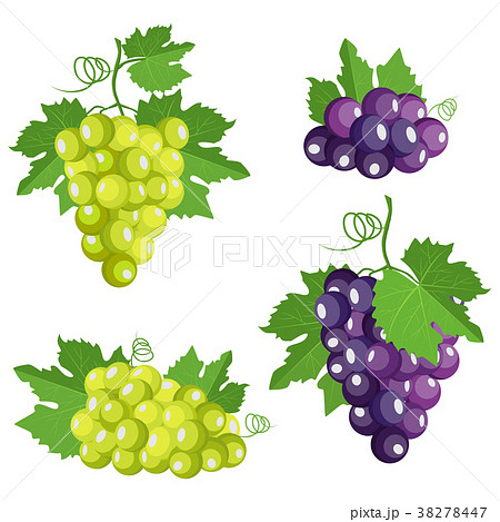 Fresh purple and white grape berries with leaf  38278447