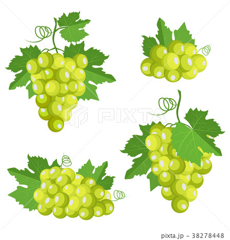 Fresh white grape berries with leaf 38278448