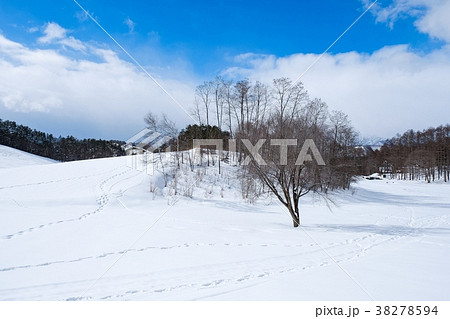 雪原 38278594