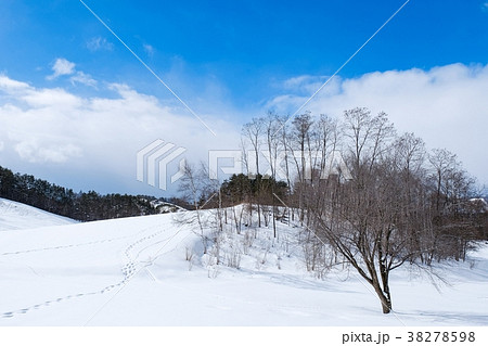 雪原 38278598