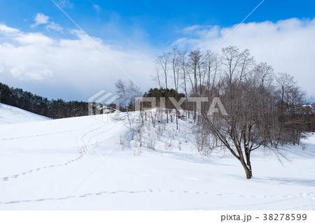 雪原 38278599