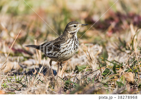 タヒバリ 38278968