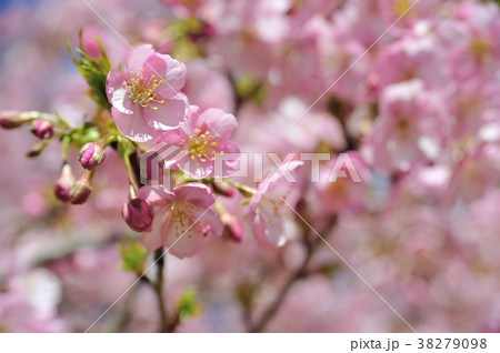 サクラ,伊豆の踊子 サクラ,伊豆の踊子 38279098