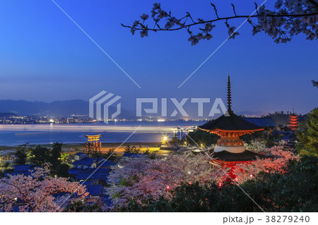桜咲く宮島 多宝塔から望む夜景 38279240