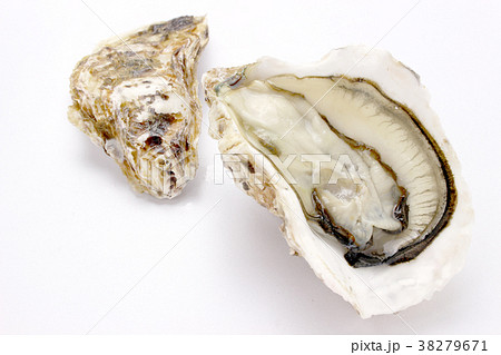 岩牡蠣 岩牡蠣 38279671