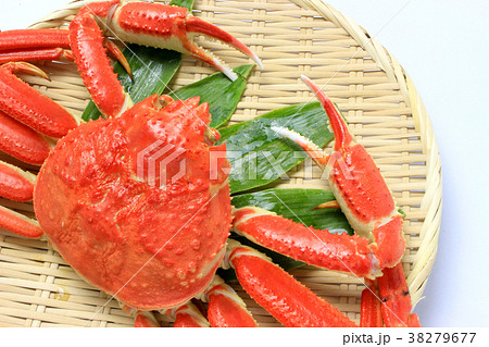 ズワイ蟹 38279677